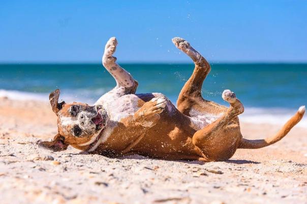 Pet Friendly Flagler