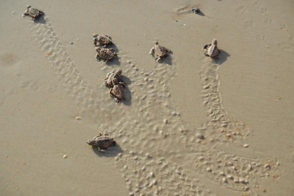 Turtles